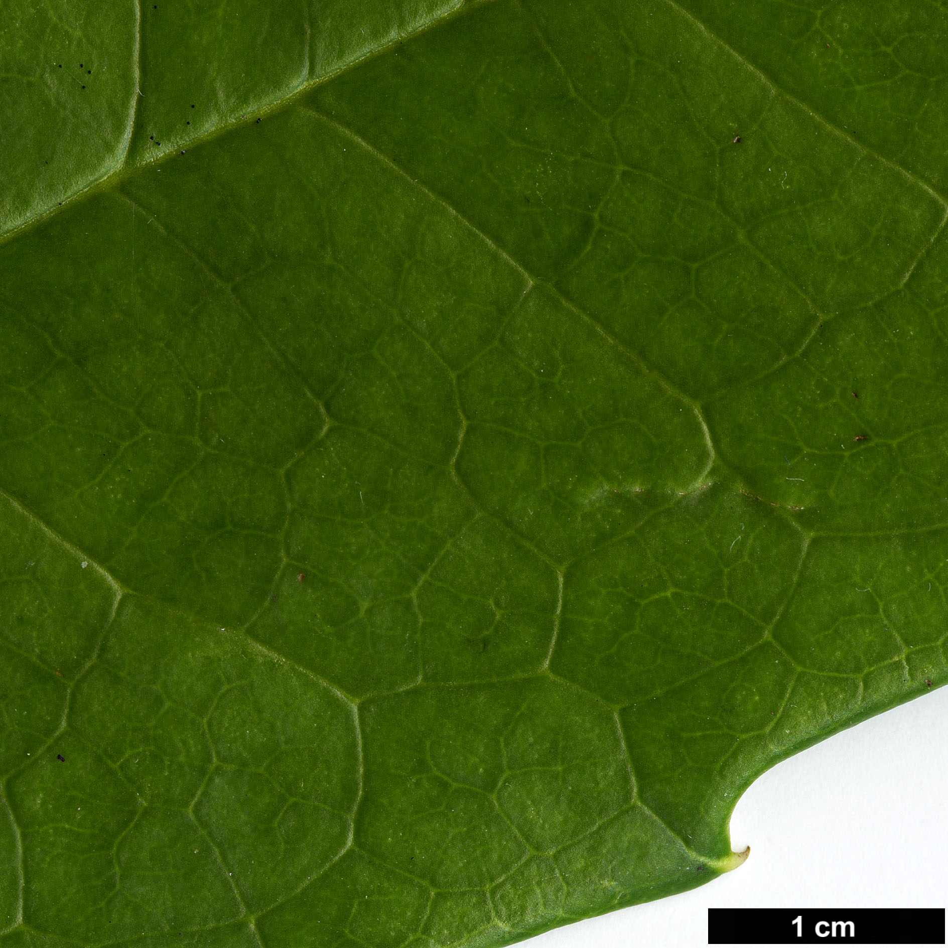 High resolution image: Family: Garryaceae - Genus: Aucuba - Taxon: omeiensis